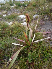 Blandfordia punicea
