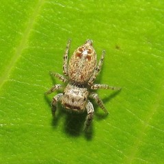 Metaphidippus