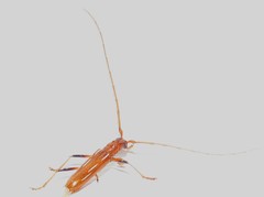 Eburodacrys catarina