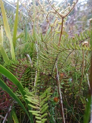 Gleichenia dicarpa