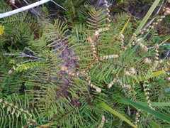 Gleichenia dicarpa