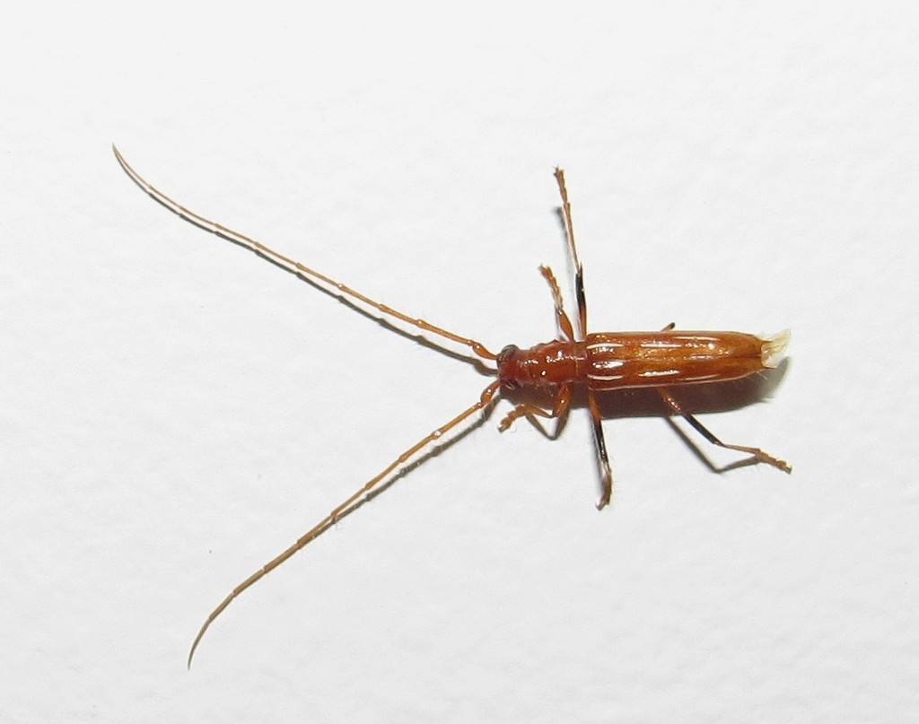 Eburodacrys catarina
