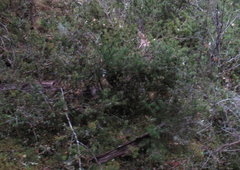 Podocarpus acutifolius