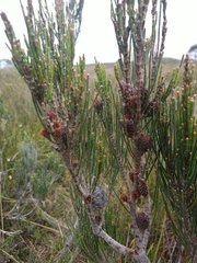 Allocasuarina zephyrea