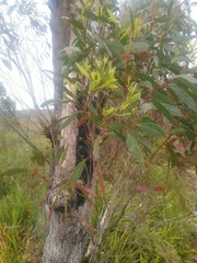 Eucalyptus nitida