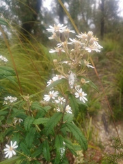 Olearia stellulata
