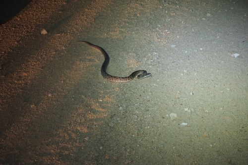 Antaresia maculosa