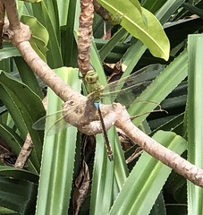 Anax parthenope julius
