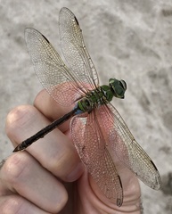 Anax parthenope julius