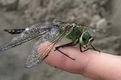 Anax parthenope julius
