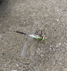 Anax parthenope julius
