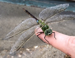 Anax parthenope julius