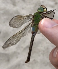 Anax parthenope julius