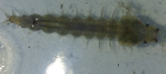 Psorophora howardii