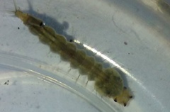 Psorophora howardii