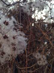 Clematis vitalba