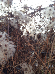 Clematis vitalba