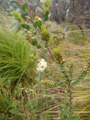 Melaleuca squarrosa