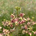 Wild Radish - Photo (c) chedar, some rights reserved (CC BY-NC)