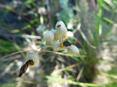 Helichrysum patulum