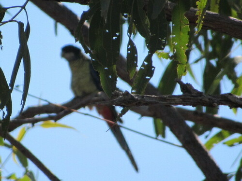 Northern Rosella (Platycercus venustus), photo 6