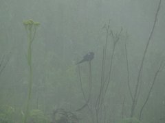 Hirundo atrocaerulea