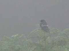 Hirundo atrocaerulea