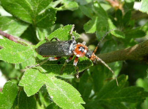 Rustic Sailor Beetle, 6731 Otterlo, Nederland, photo 8 of 10