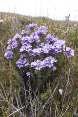Euphrasia gibbsiae kingii