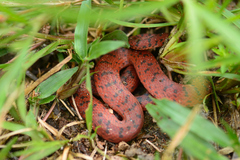 Atractus torquatus