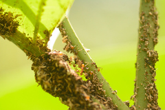 Pheidole xanthogaster