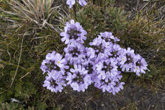 Euphrasia gibbsiae kingii