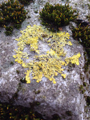 Xanthoria parietina