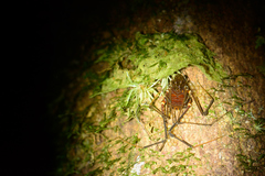 Gonyleptoidea