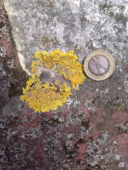 Xanthoria parietina