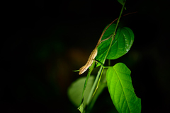 Anolis trachyderma