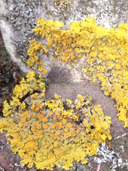 Xanthoria parietina