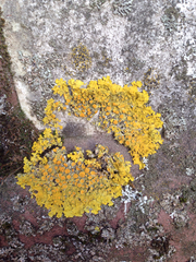 Xanthoria parietina