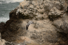 Leucophaeus modestus