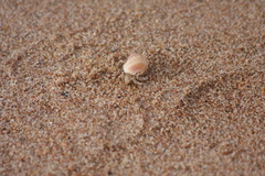 Coenobita scaevola