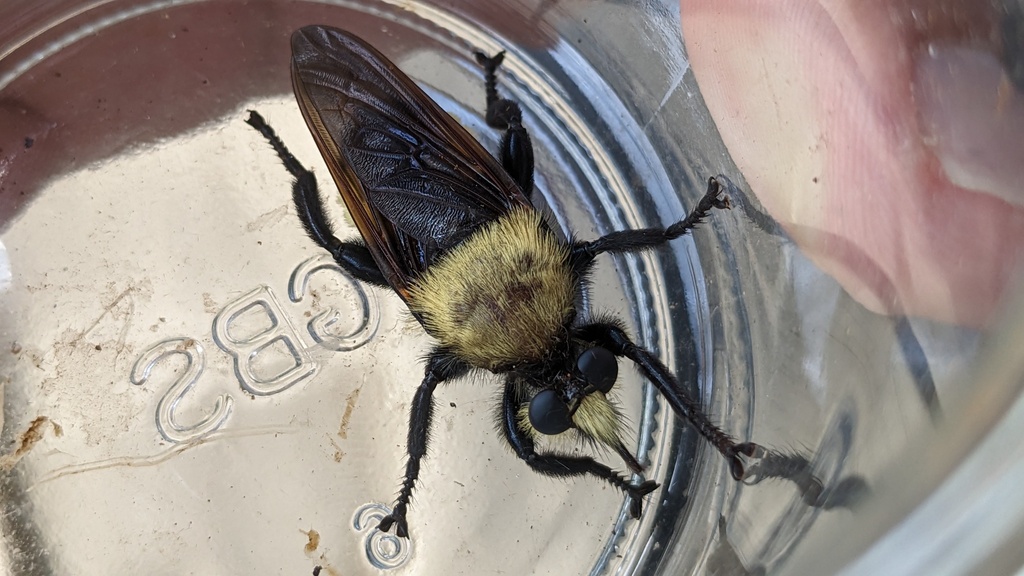 Goliath Laphria