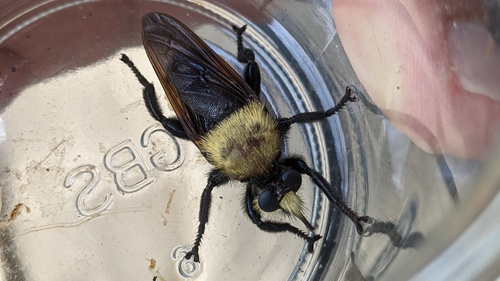 Goliath Laphria