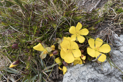 Hibbertia procumbens