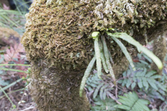 Notogrammitis angustifolia