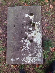 Protoparmeliopsis muralis