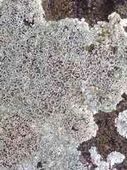 Protoparmeliopsis muralis