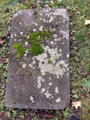 Protoparmeliopsis muralis