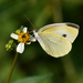 Mariposa Blanca de la Col - Photo (c) Liu JimFood, algunos derechos reservados (CC BY-NC), subido por Liu JimFood