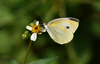 Small White - Photo (c) Liu JimFood, some rights reserved (CC BY-NC), uploaded by Liu JimFood