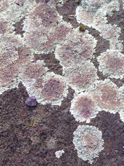 Protoparmeliopsis muralis